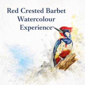 16 July 2026 - Red Crested Barbet (Watercolour)